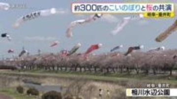 約300匹の「こいのぼり」と桜の共演　岐阜・垂井町