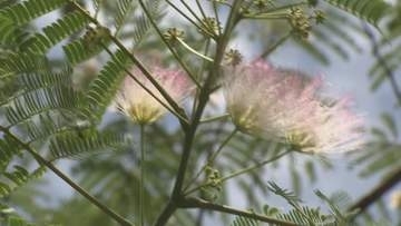 「眠るように見える」ネムノキの花見頃　川沿いに薄紅色の花　三重・熊野市