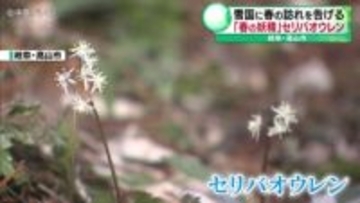 雪国に春の訪れを告げる「春の妖精」5ミリほどの可憐な白い花　セリバオウレン　岐阜・高山市