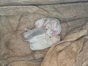 【南知多ビーチランド】コツメカワウソの赤ちゃん4頭誕生　兄カワウソも協力し家族総出で子育て中　19日から巣箱の中をモニター公開
