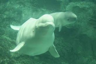 【国内初】水族館生まれのベルーガが出産　死産乗り越え…2度目の出産で待望の“第2世代”誕生　“寄り添って泳ぐ姿”を公開中　名古屋港水族館