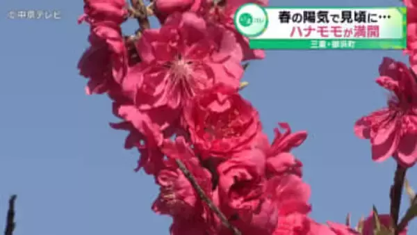 春の陽気で見頃に…「ハナモモ」が満開　三重・御浜町