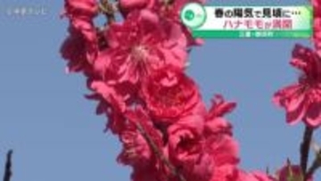 春の陽気で見頃に…「ハナモモ」が満開　三重・御浜町