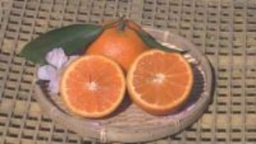 ”濃厚な甘み”のカラマンダリンの収穫最盛期　三重・紀宝町