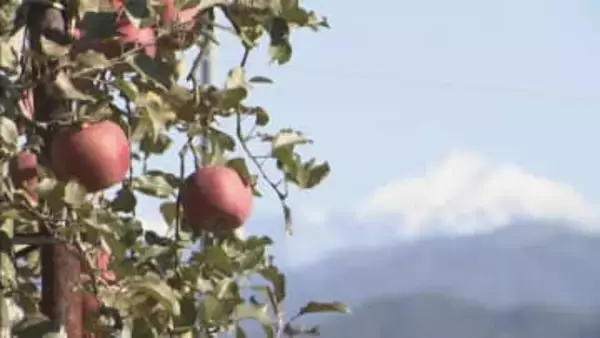 秋の味覚「飛騨りんご」の収穫　朝晩の気温低下で糖度上がる　岐阜・高山市