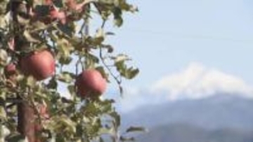 秋の味覚「飛騨りんご」の収穫　朝晩の気温低下で糖度上がる　岐阜・高山市