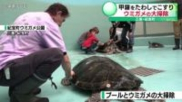甲羅をたわしでこすり ウミガメの大掃除　三重・紀宝町