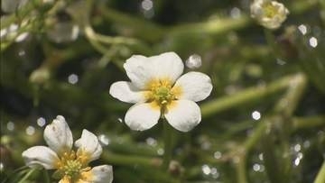 絶滅の恐れも･･･　きれいな水中でしか育たない「バイカモ」が見頃　岐阜・高山市