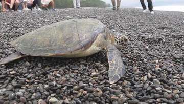 保護されていたウミガメを放流　三重・紀宝町