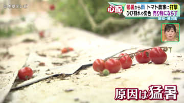 猛暑から雨　トマト農家に打撃　ひび割れや変色…　売り物にならず　愛知・美浜町