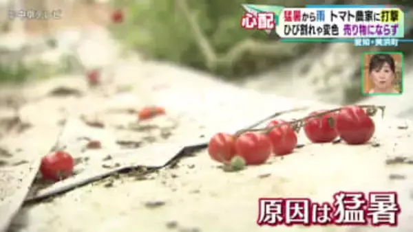 「猛暑から雨　トマト農家に打撃　ひび割れや変色…　売り物にならず　愛知・美浜町」の画像