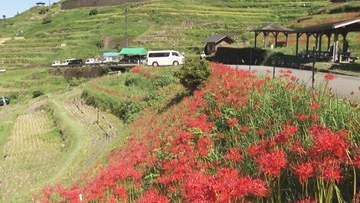 丸山千枚田でヒガンバナが見頃　「日本一美しい」と言われる棚田　三重・熊野市
