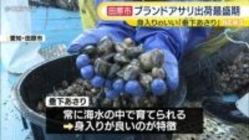 ブランドアサリ「垂下あさり」出荷最盛期　例年より半月早く出荷始まる　愛知・田原市