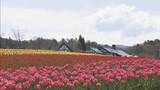 「20万本のチューリップ　牧歌の里　岐阜・郡上市」の画像1