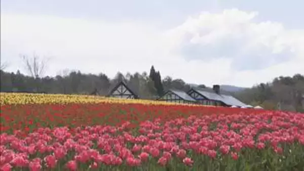 20万本のチューリップ　牧歌の里　岐阜・郡上市
