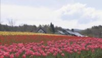 20万本のチューリップ　牧歌の里　岐阜・郡上市