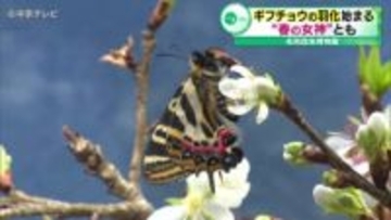 ギフチョウの羽化始まる　“春の女神”とも　展示は4月中旬まで行われる　名和昆虫博物館