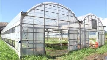 長引く雨で記録的な日照不足で苗が植えられない…　レタスが2倍、トマトは3倍と野菜の価格高騰も