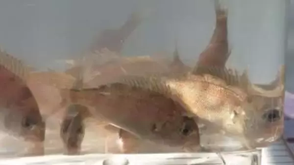 尾鷲湾にマダイの稚魚放流　三重