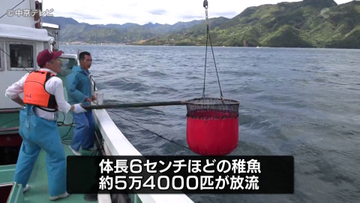尾鷲湾にマダイの稚魚放流　三重
