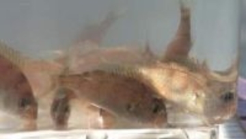 尾鷲湾にマダイの稚魚放流　三重