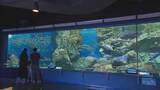 「”世界カメの日”に…43年で650万人「この子が小さい時にも」愛知の市営水族館」の画像1
