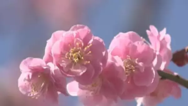 「しだれ梅」が満開　花好きの妻のために夫が60年以上育てる　三重・御浜町