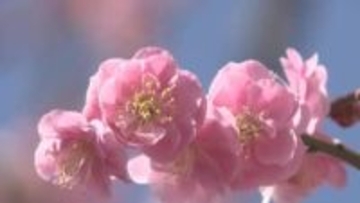 「しだれ梅」が満開　花好きの妻のために夫が60年以上育てる　三重・御浜町