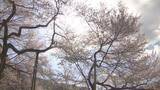 「国の天然記念物「臥龍桜（がりゅうざくら）」が満開　12日まで見頃　岐阜・高山市」の画像1