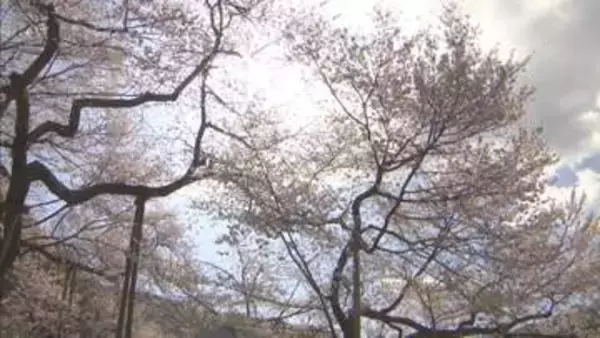国の天然記念物「臥龍桜（がりゅうざくら）」が満開　12日まで見頃　岐阜・高山市