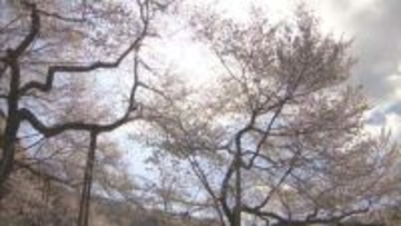 国の天然記念物「臥龍桜（がりゅうざくら）」が満開　12日まで見頃　岐阜・高山市