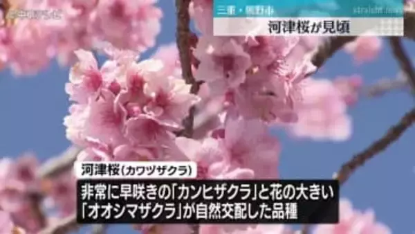 熊野市の山崎運動公園　130本の河津桜が見頃　三重・熊野市