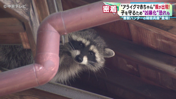 害獣ハンターに密着！　民家にすみ着いていたのはアライグマ　この時期は子を守るために凶暴化の恐れも…