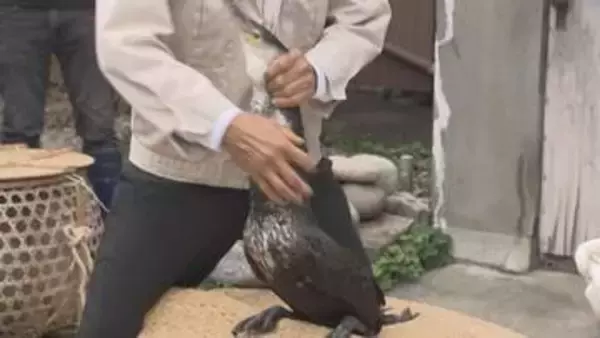 長良川鵜飼の閉幕を受け…鵜の健康診断　約120羽が体重測定や予防接種　岐阜市