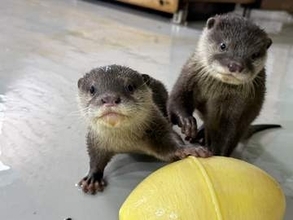 29年ぶり誕生のコツメカワウソの赤ちゃん、愛称は「ヒノキ」「サワラ」に決定　705件の応募から選出　愛知・南知多ビーチランド