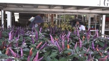 カラフルな「観賞用トウガラシ」出荷最盛期迎える　出荷作業は7月末まで行われる