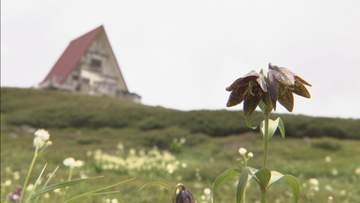 岐阜・乗鞍岳で高山植物が見ごろ