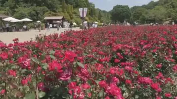 約２万株のバラが見頃　岐阜・可児市「ぎふワールド・ローズガーデン」