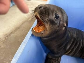 【竹島水族館】オタリア赤ちゃんの「ミルク代」支援募る　体重減少を乗り越え…人工哺育ですくすく成長中　一般公開前の支援呼びかけに葛藤も　愛知・蒲郡市