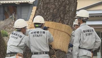 岡崎城公園で冬を前に松の木を害虫から守る「こも巻き」　愛知・岡崎市
