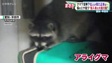 猫のエサ狙う“アライグマの大胆行動”　アライグマの“野生化”　愛知が野生化の由来!?