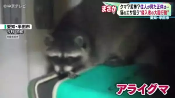 猫のエサ狙う“アライグマの大胆行動”　アライグマの“野生化”　愛知が野生化の由来!?