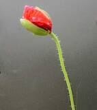 「栽培禁止の｢ケシ｣がJAあいち中央の3店舗で販売　県は回収のため情報提供呼びかけ　愛知・安城市」の画像1