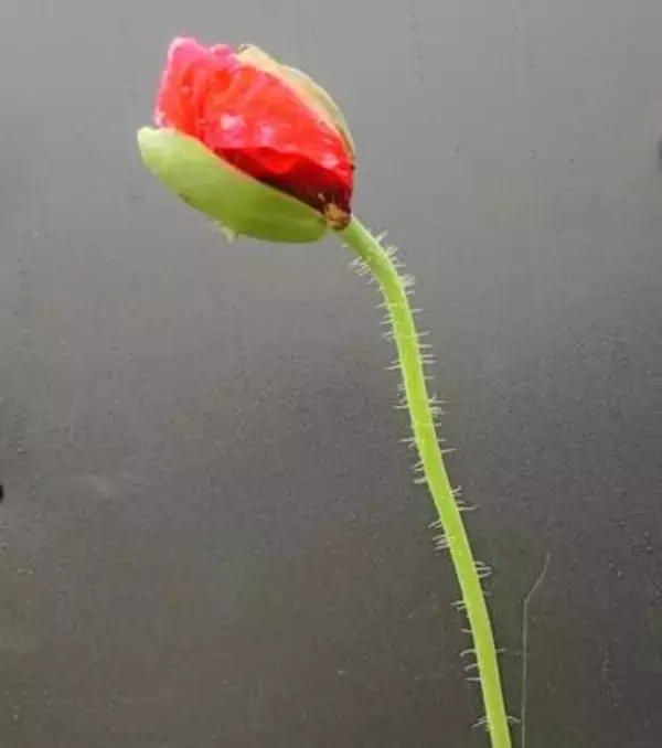 栽培禁止の｢ケシ｣がJAあいち中央の3店舗で販売　県は回収のため情報提供呼びかけ　愛知・安城市