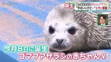 真っ白ふわふわ赤ちゃんアザラシ　“今はいいけど…”エサに課題　水族館も戦々恐々…中東情勢　三重・伊勢シーパラダイス