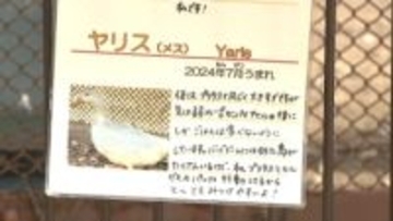 「カルガモのハチロク」「アヒルのプリウス」　トヨタの街の動物園に“車名の鳥”　ダチョウはラリー音を訓練
