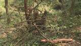 「三重県内初の「緊急銃猟」　わなに掛かったツキノワグマを駆除　尾鷲市」の画像1