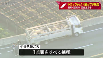 「ブタが道を歩いている」　トラックから14頭のブタが脱走　一部区間で通行止め　全てのブタを捕獲　愛知・西尾市