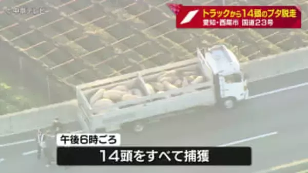「ブタが道を歩いている」　トラックから14頭のブタが脱走　一部区間で通行止め　全てのブタを捕獲　愛知・西尾市
