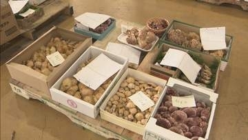 卸売市場に秋の味覚　天然キノコ入荷　岐阜・高山市